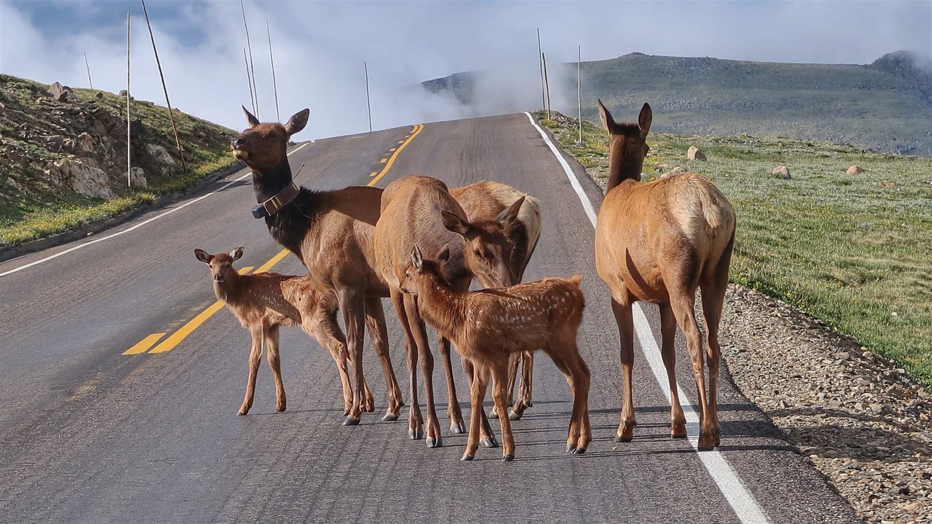 Elk Family On A Road In Rocky Mountain National Park