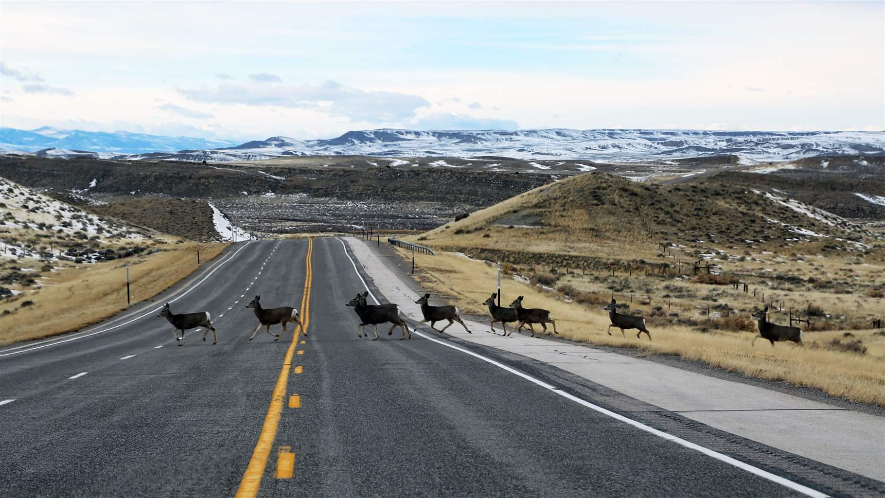 Deer crossing highway