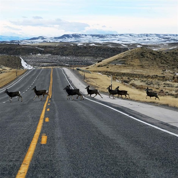 Deer crossing highway