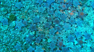 Several starfish scatter across a coral reef 