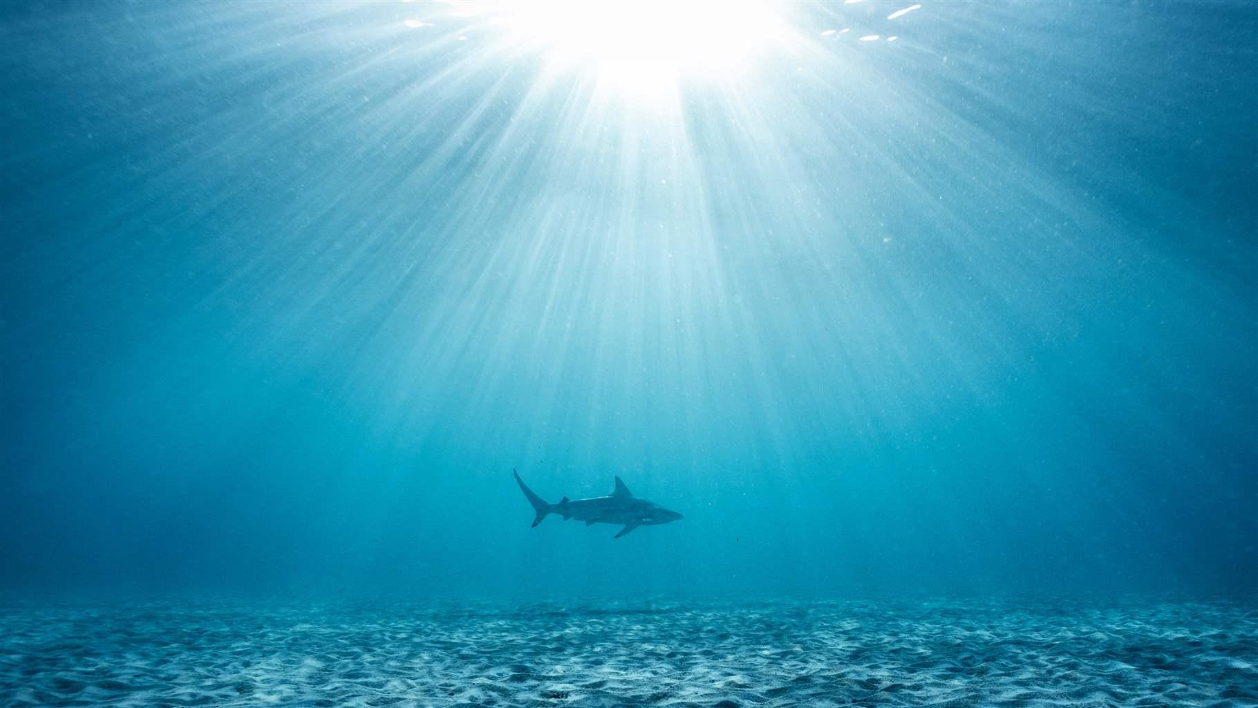 A shark illuminated by beams of sunlight while swimming at the bottom of the ocean.
