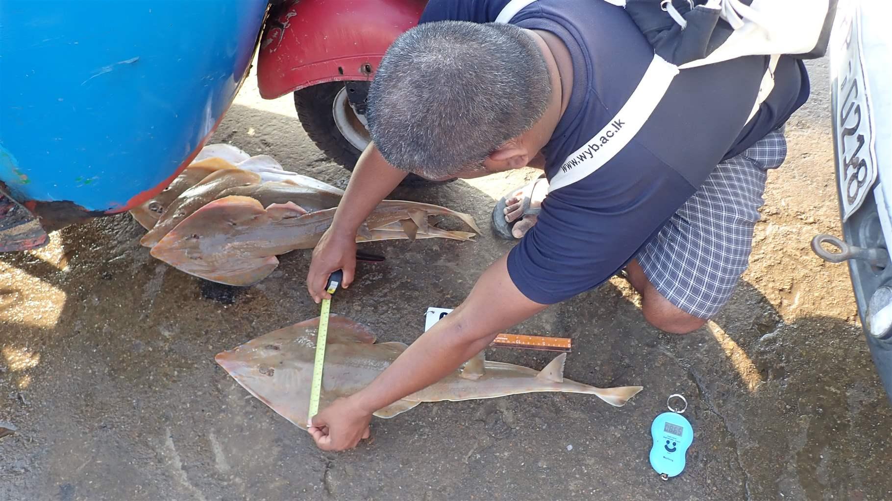 A man is using a tape measure to record the width of a ray fish. 