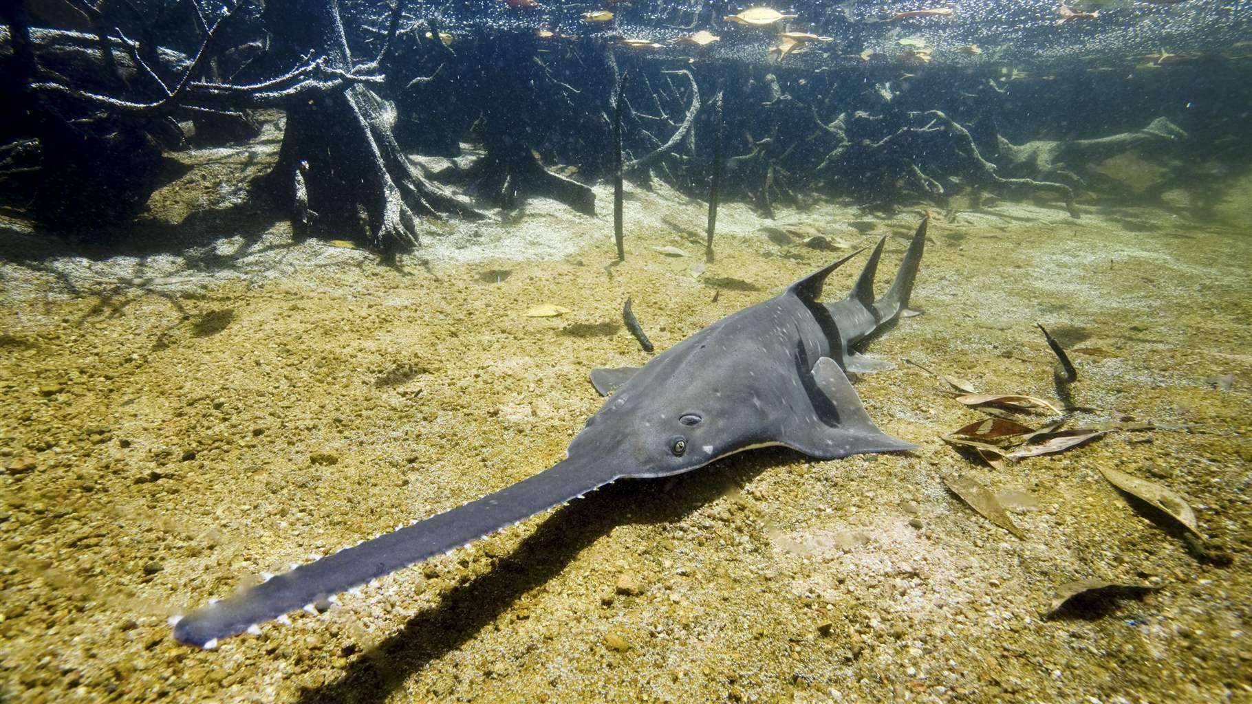 Largetooth sawfish