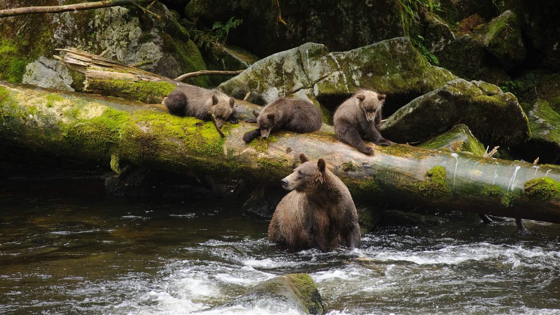 Three bear cubs sit on a moss covered log as their mother looks for fish in Anan Creek.