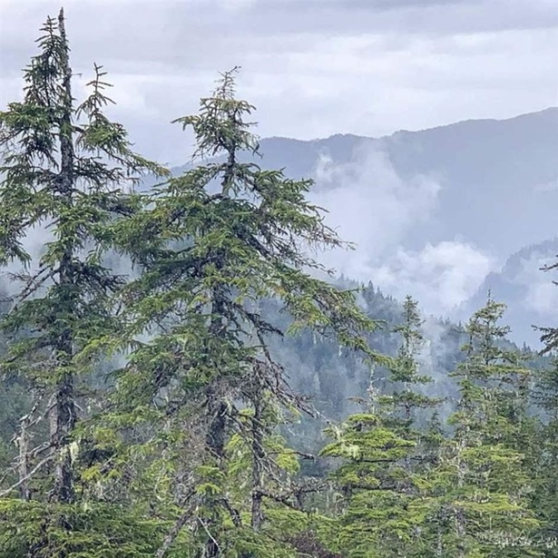 Landscape view of pine trees from Tongrass National Forest covered in fog 