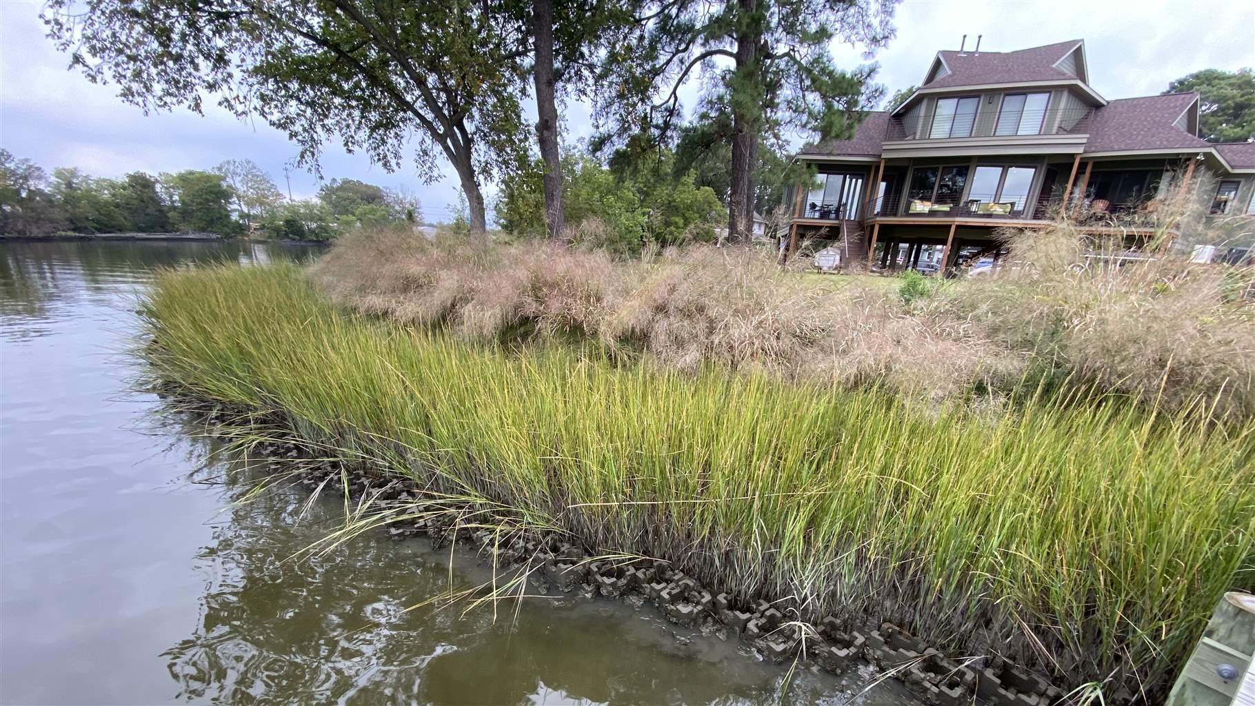 A close up view of a living shoreline filled with bright green tall grass in Norfolk, Virginia.  