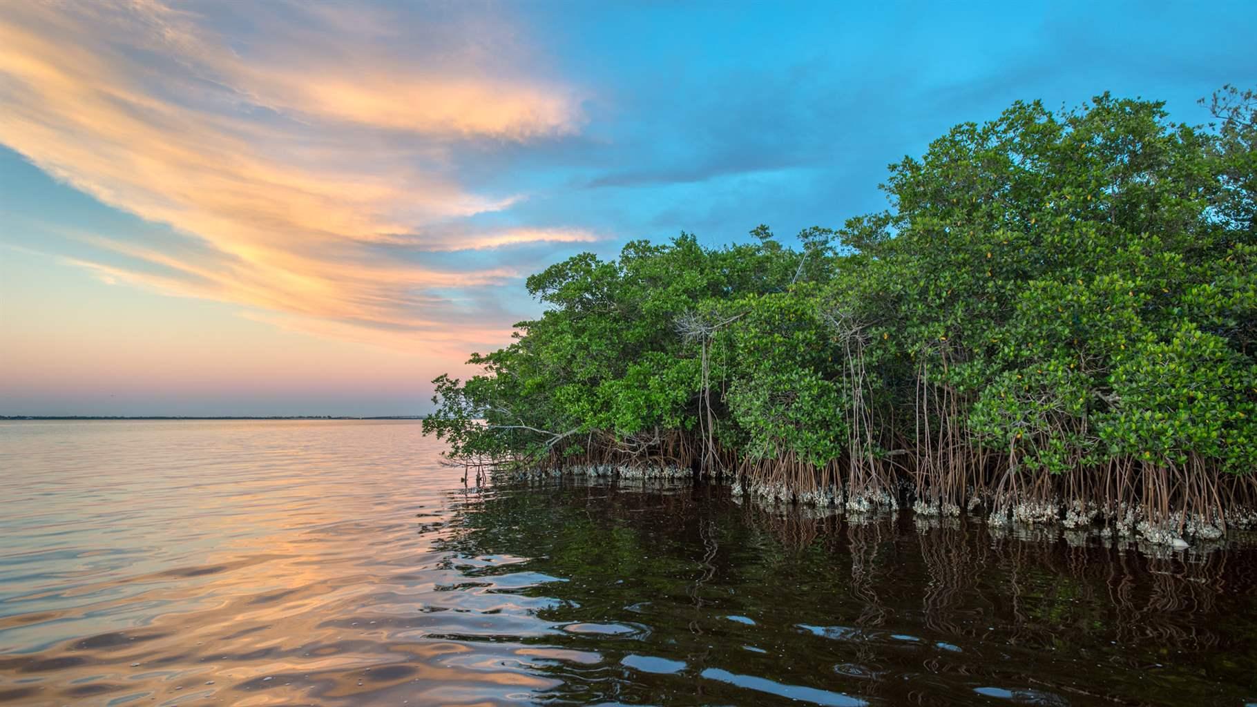 Mangrove coastline at The Nature Conservancy's oyster restoration site.