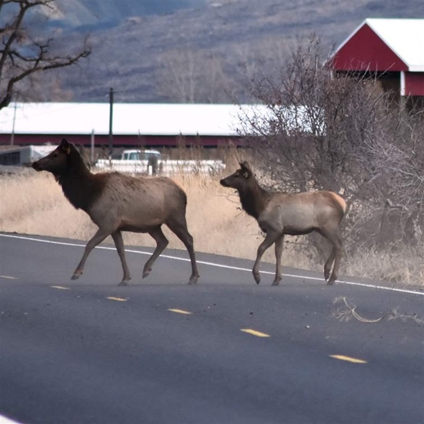 A pair of elk crossing the Elkhorn Scenic Byway in Baker County, Oregon.