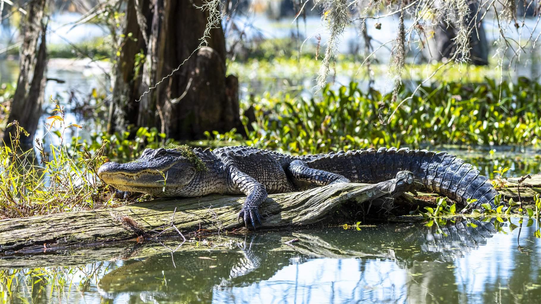 American alligator 