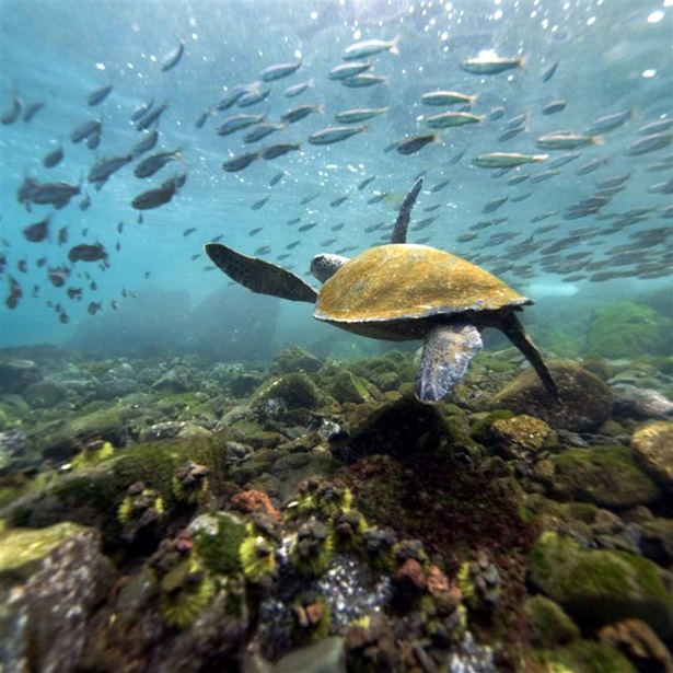In the Galapagos Islands, off of Floreana Island a Galapagos sea turtle (Chelonia mydas agassisi) swims in Champion Islet
