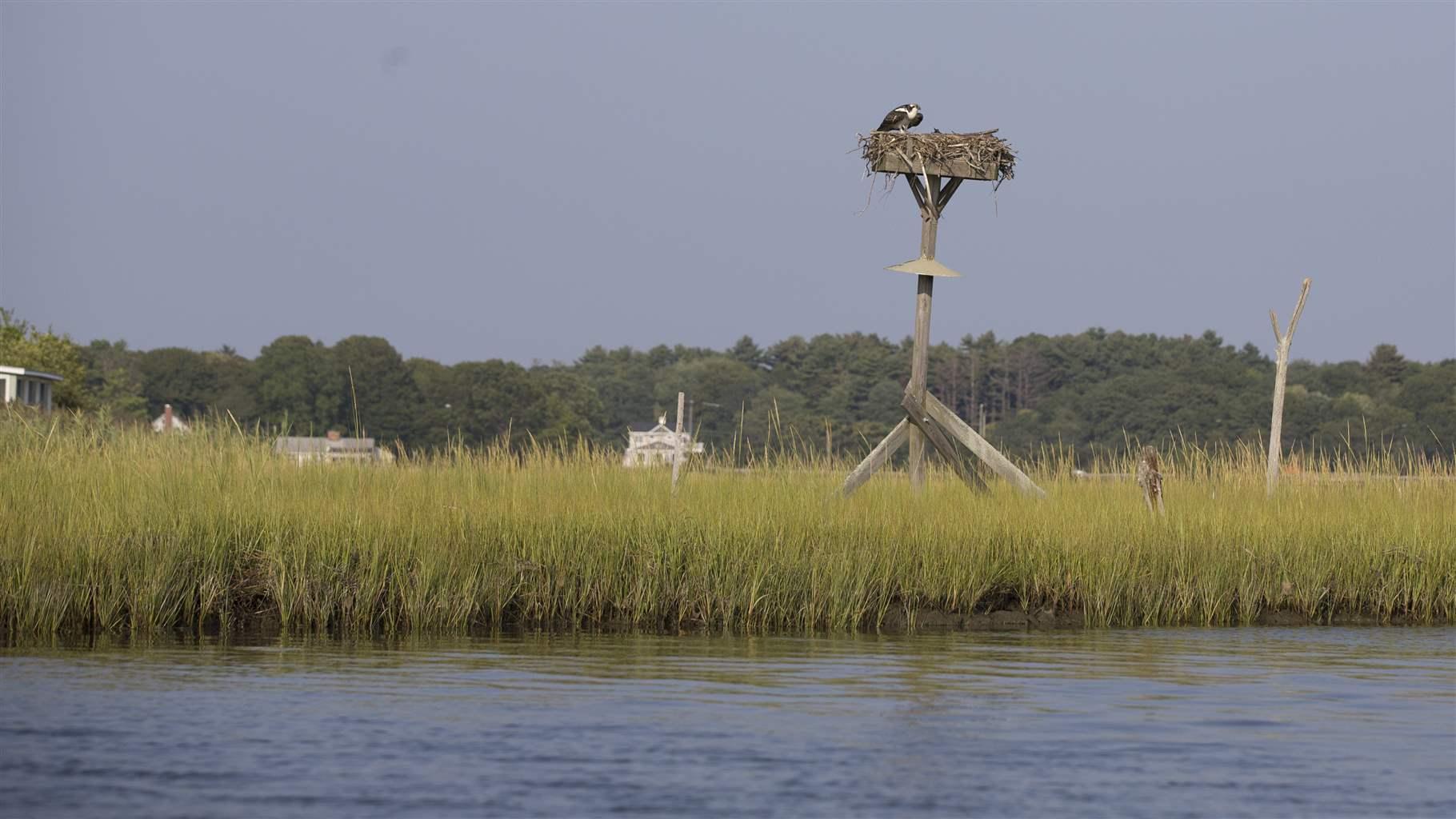 An osprey perches on the edge of it's nest looking over the seagrass.