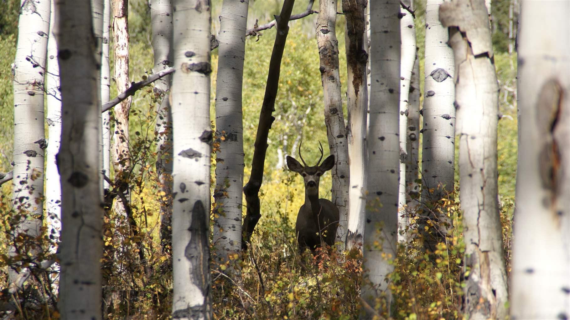 A small mule deer stands in an aspen grove in the Ashley National Forest.
