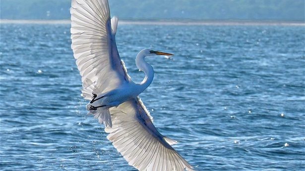 A great white egret flying with wings spread wide over the water.