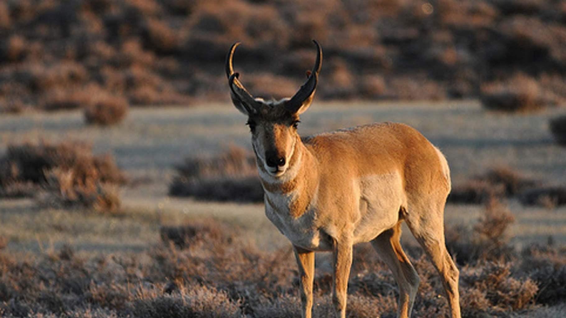 Here is a pronghorn antelope photographed at a greater sage-grouse lek near Bridgeport, CA.