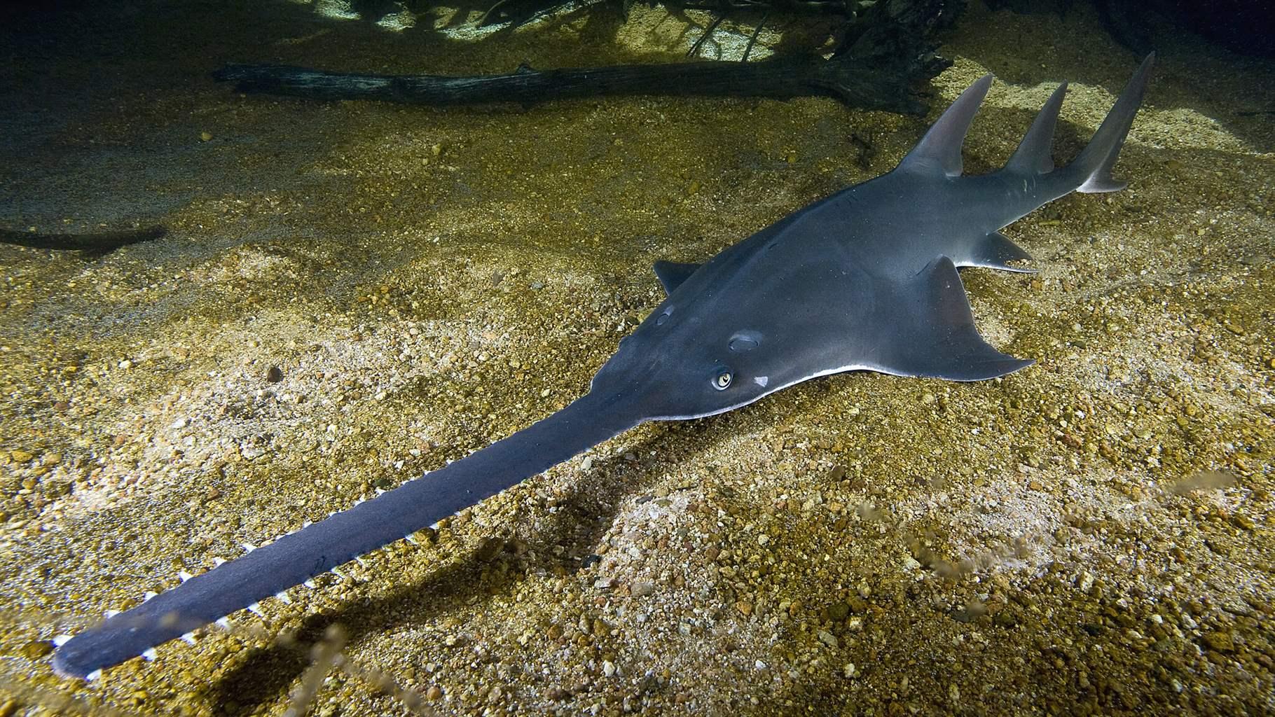 Sawfish