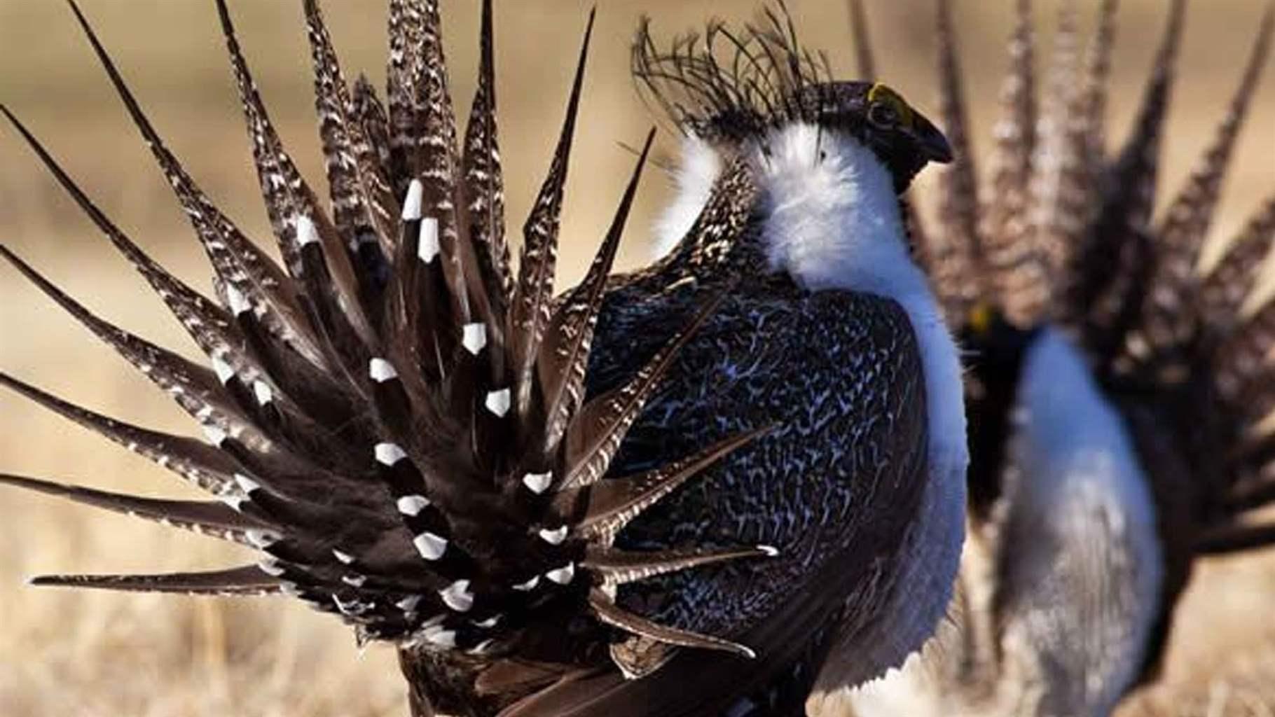 Two greater male sage grouse.