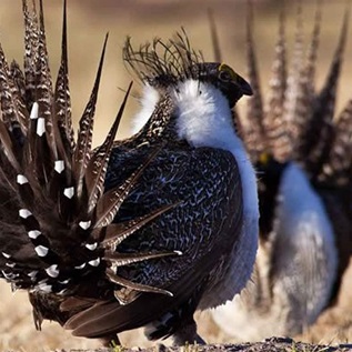 Two greater male sage grouse.