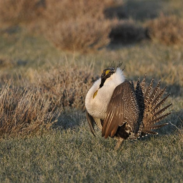 Here is a greater sage-grouse male strutting at a lek (dancing or mating ground) near Bridgeport, CA to attract a mate.
