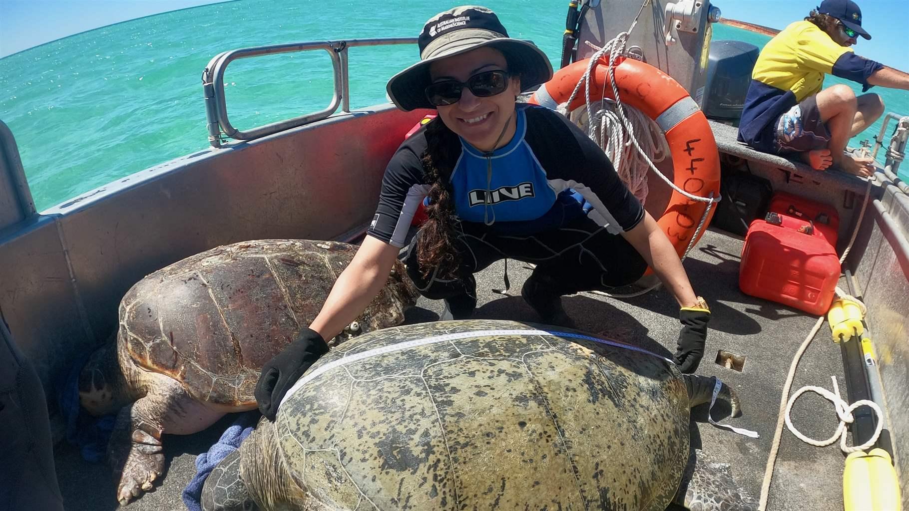 Sequeira measures a green turtle during her lab’s field trip to Shark Bay, Western Australia.