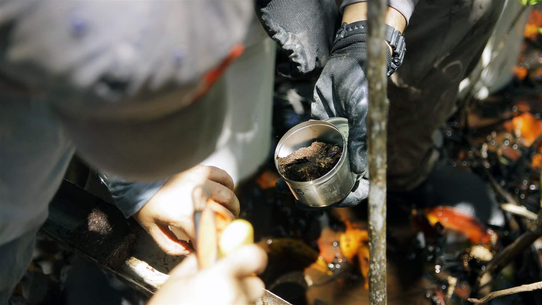 Scientists seal containers filled with mangrove soil samples before sending them to the Smithsonian Institution, where the samples are analyzed for carbon content. 