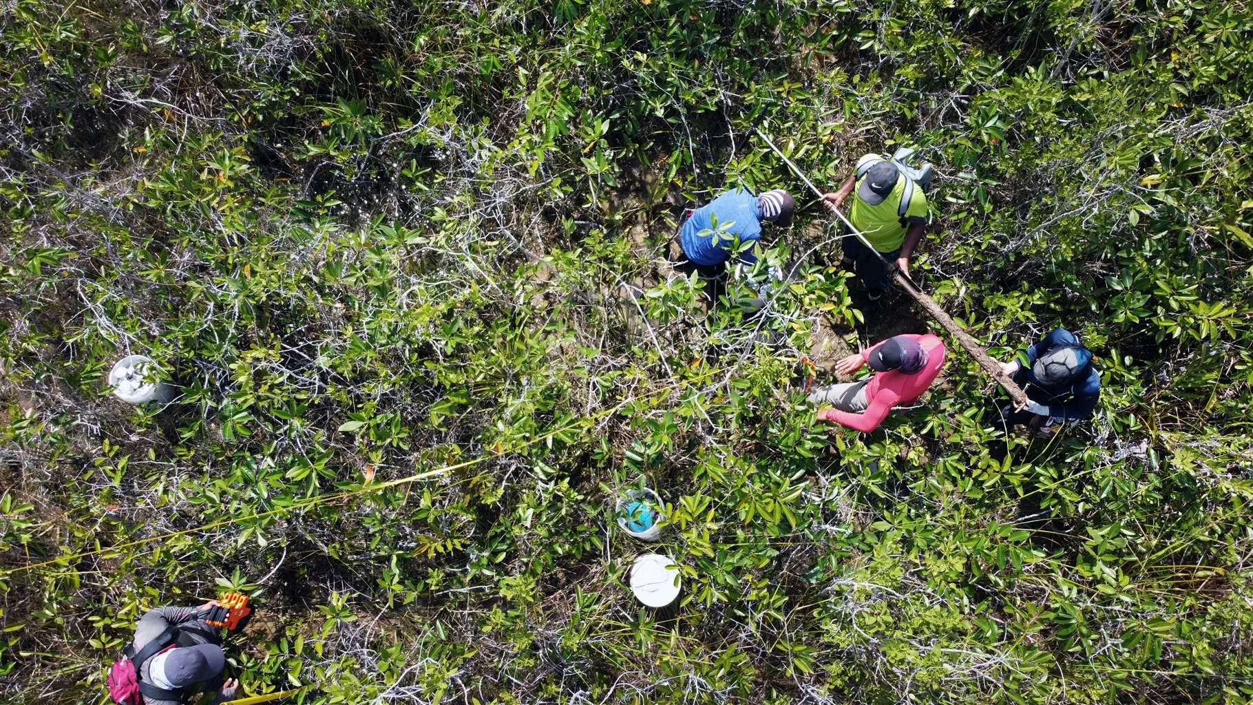 Ein Team von Wissenschaftlern misst Durchmesser, Höhe und Breite von Baumkronen und inspiziert einen Bodenkern inmitten eines Mangrovenwaldes in Placencia. 