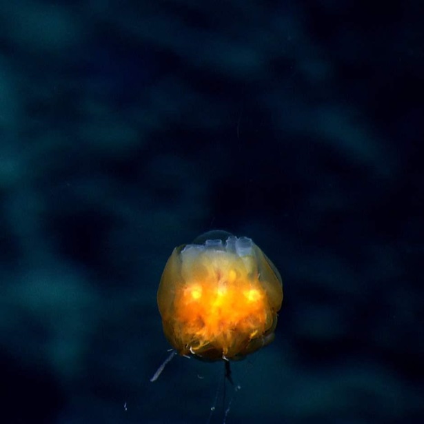 dandelion siphonophores