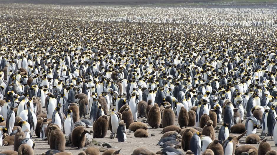 The Cape Ratmanoff penguin nest to the east of the Courbet peninsula, in Kerguelen.