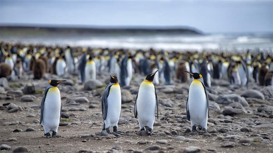 Hundreds of king penguins walking on a pebble line beach.