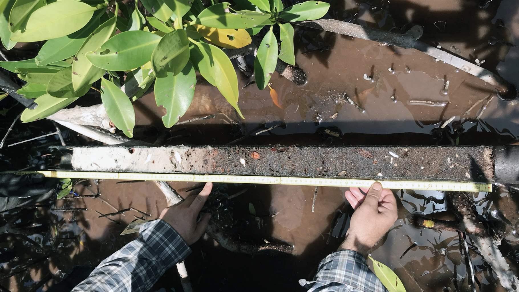 After taking a core, scientists measure the full length of soil collected. Because mangroves accumulate carbon slowly over time, a 1-meter core can contain carbon deposited well over 100 years ago.