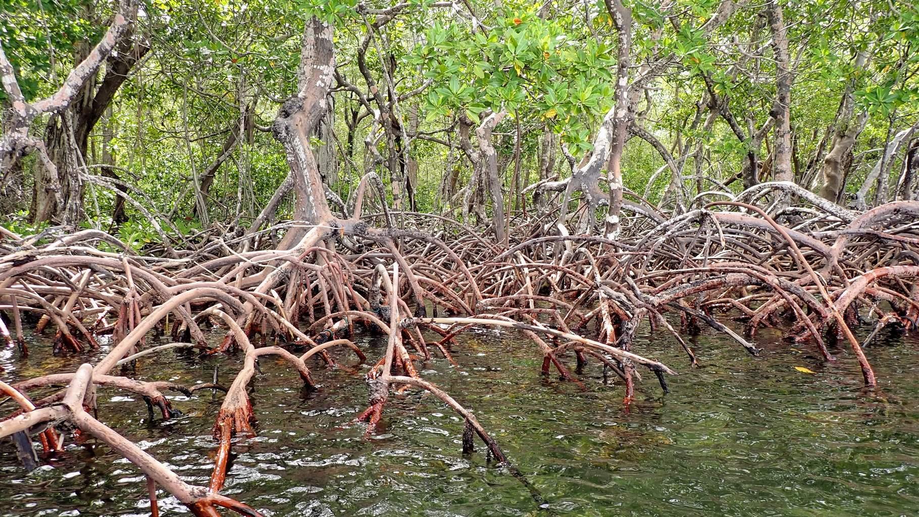 These red mangroves in Belize not only help stabilize shorelines and buffer coastal areas from the full impact of storms, they also serve to mitigate climate change by removing carbon from the atmosphere. 