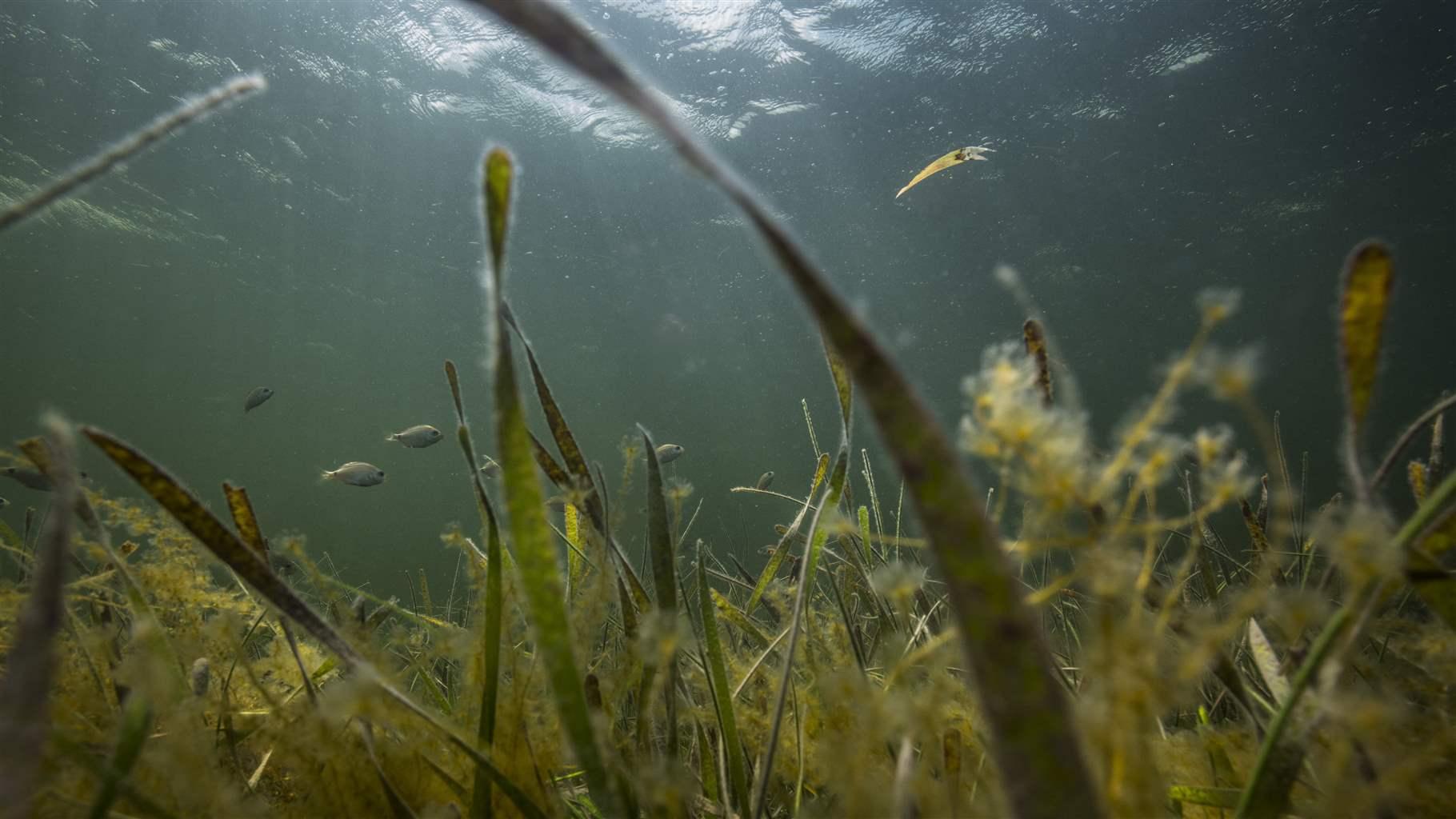 Turtle grass on the seafloor in Crystal Bay within St. Martins Marsh Aquatic Preserve on May 12, 2019, offshore of Crystal River, Florida.
