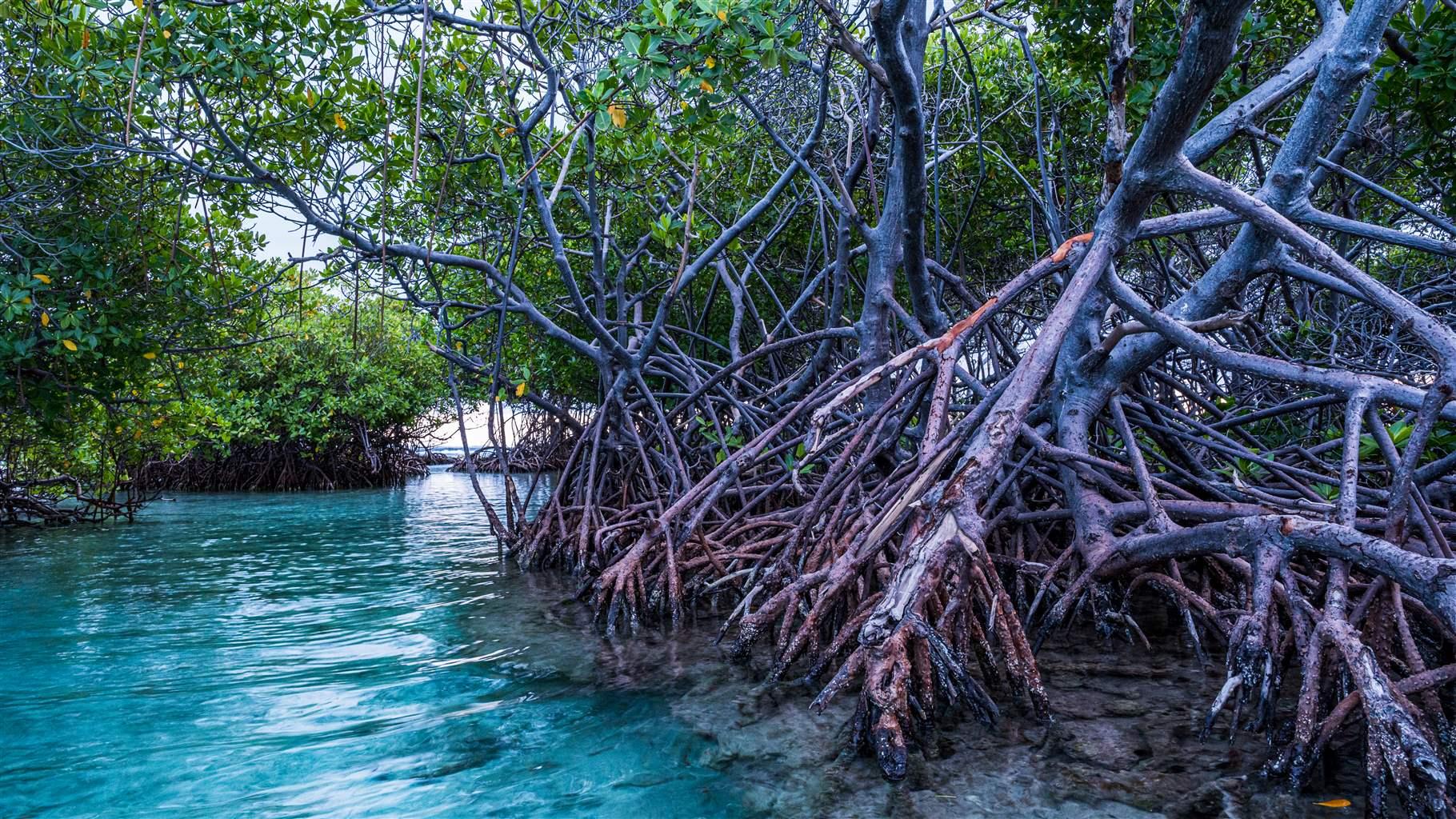 Mangroves