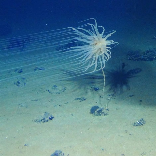 a new species from a new order of Cnidaria collected at 4,100 meters in the Clarion-Clipperton Fracture Zone (CCZ) that lives on sponge stalks attached to nodules