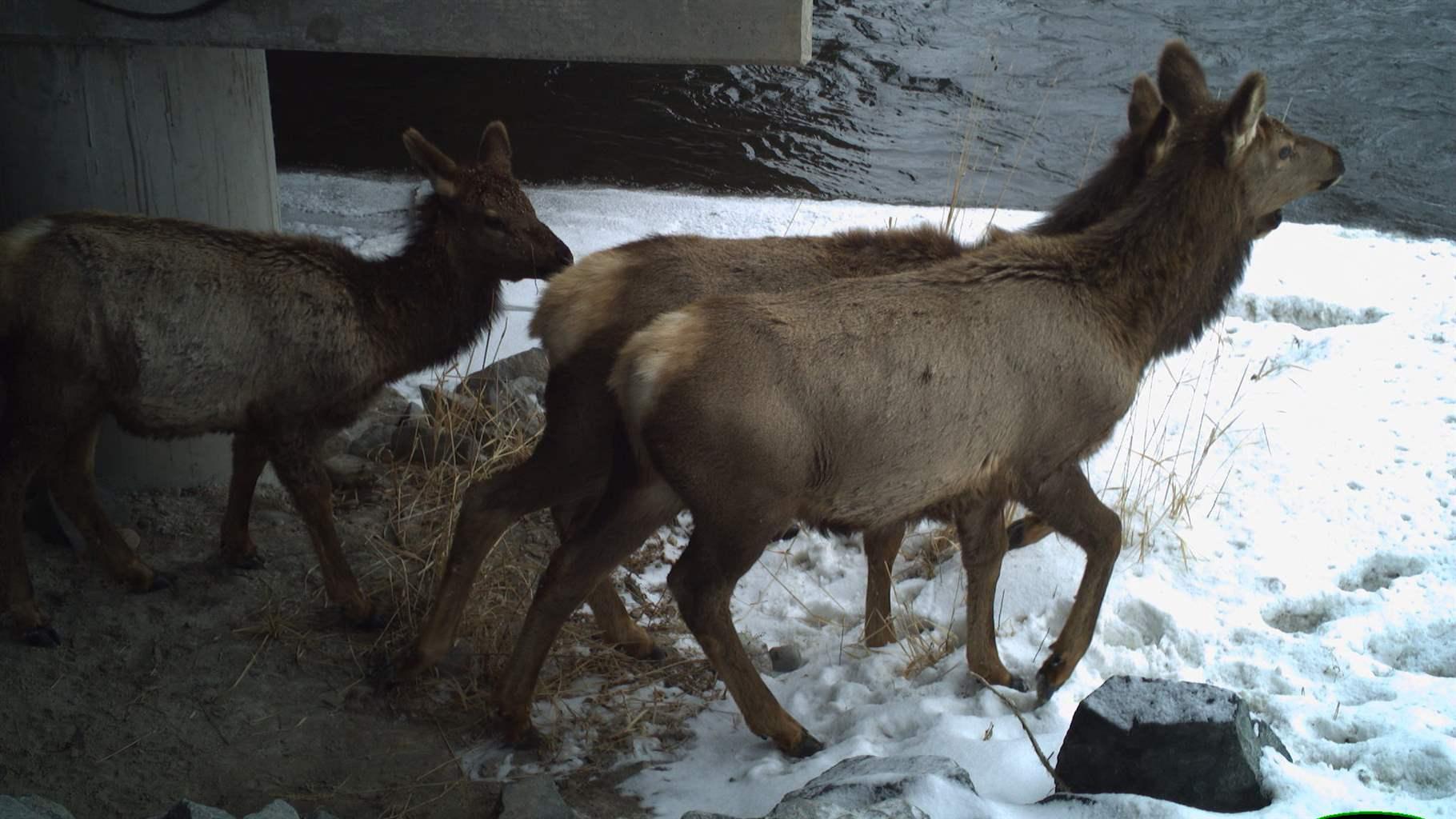 Three elk walking out of a tunnel into a snowy pasture. 