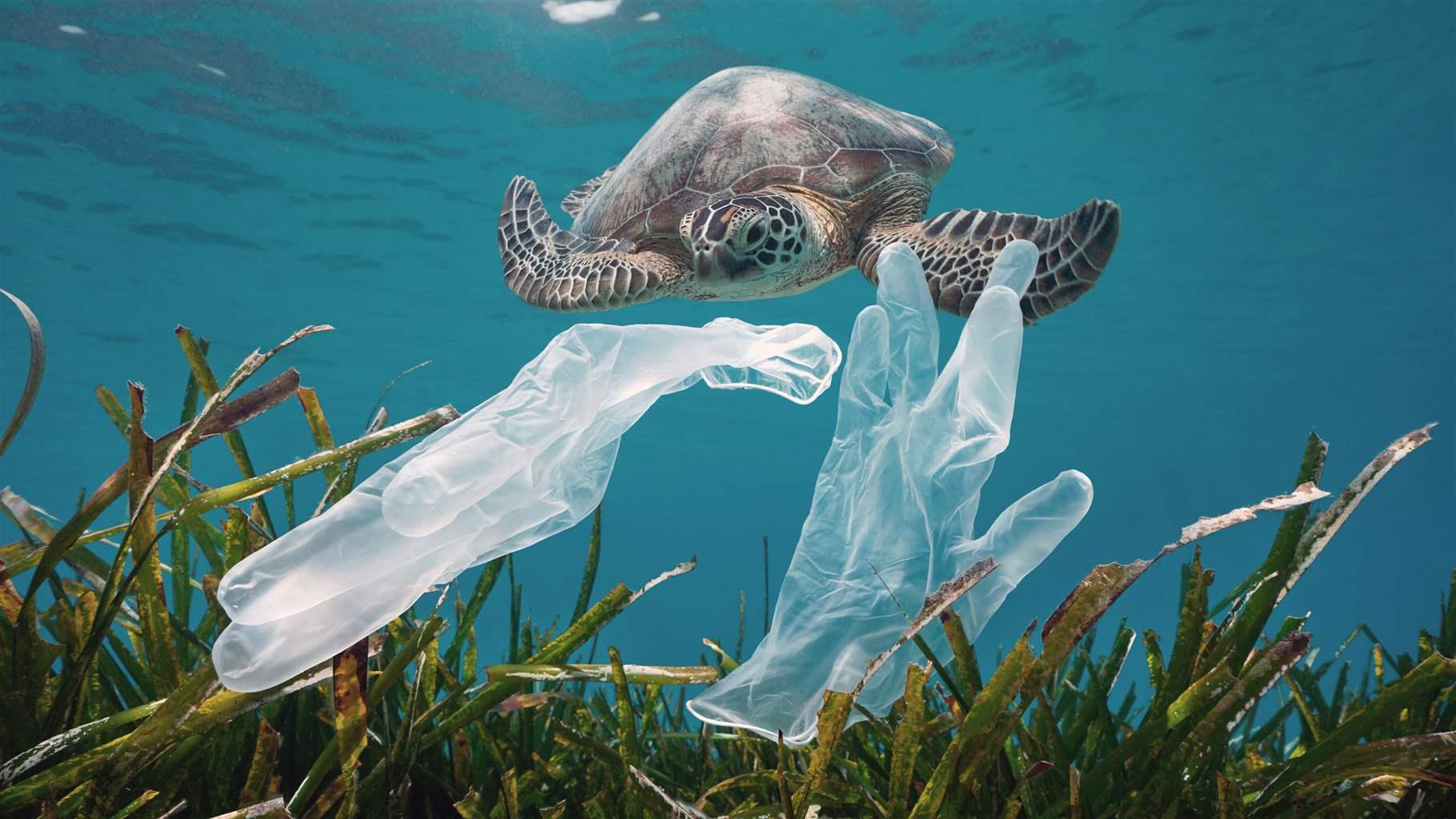 Plastic waste pollution in the ocean, disposable gloves with seagrass and a sea turtle underwater