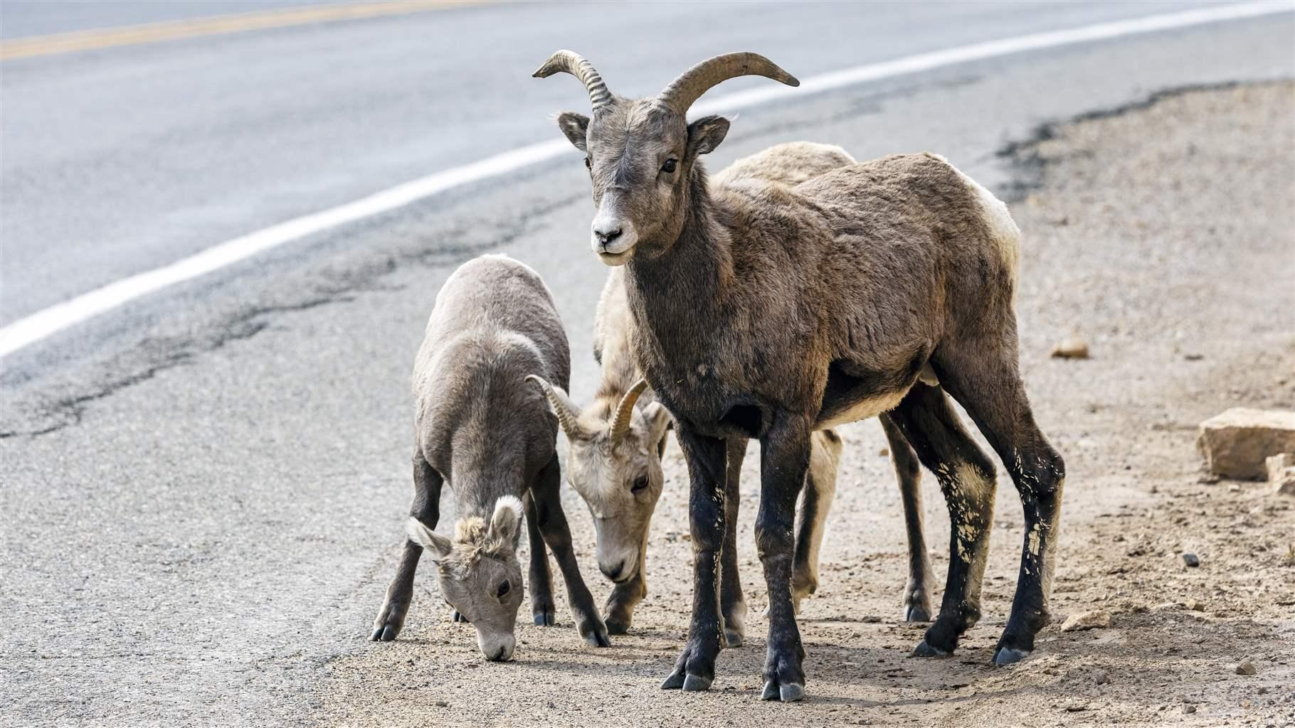 Rocky Mountain bighorn sheep seen near a road in northern New Mexico.