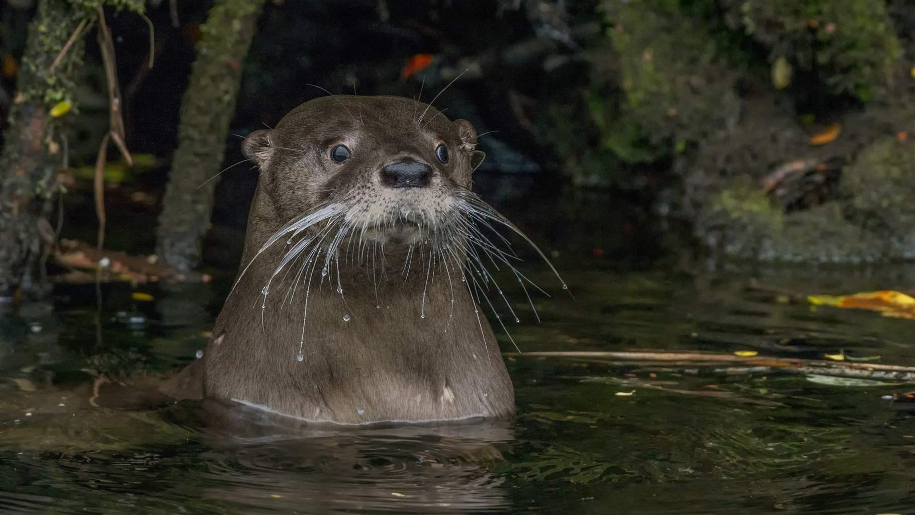 The endangered huillín, or southern river otter, nests on land and forages in both freshwater and coastal-marine areas of Chile