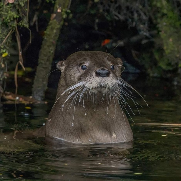 The endangered huillín, or southern river otter, nests on land and forages in both freshwater and coastal-marine areas of Chile