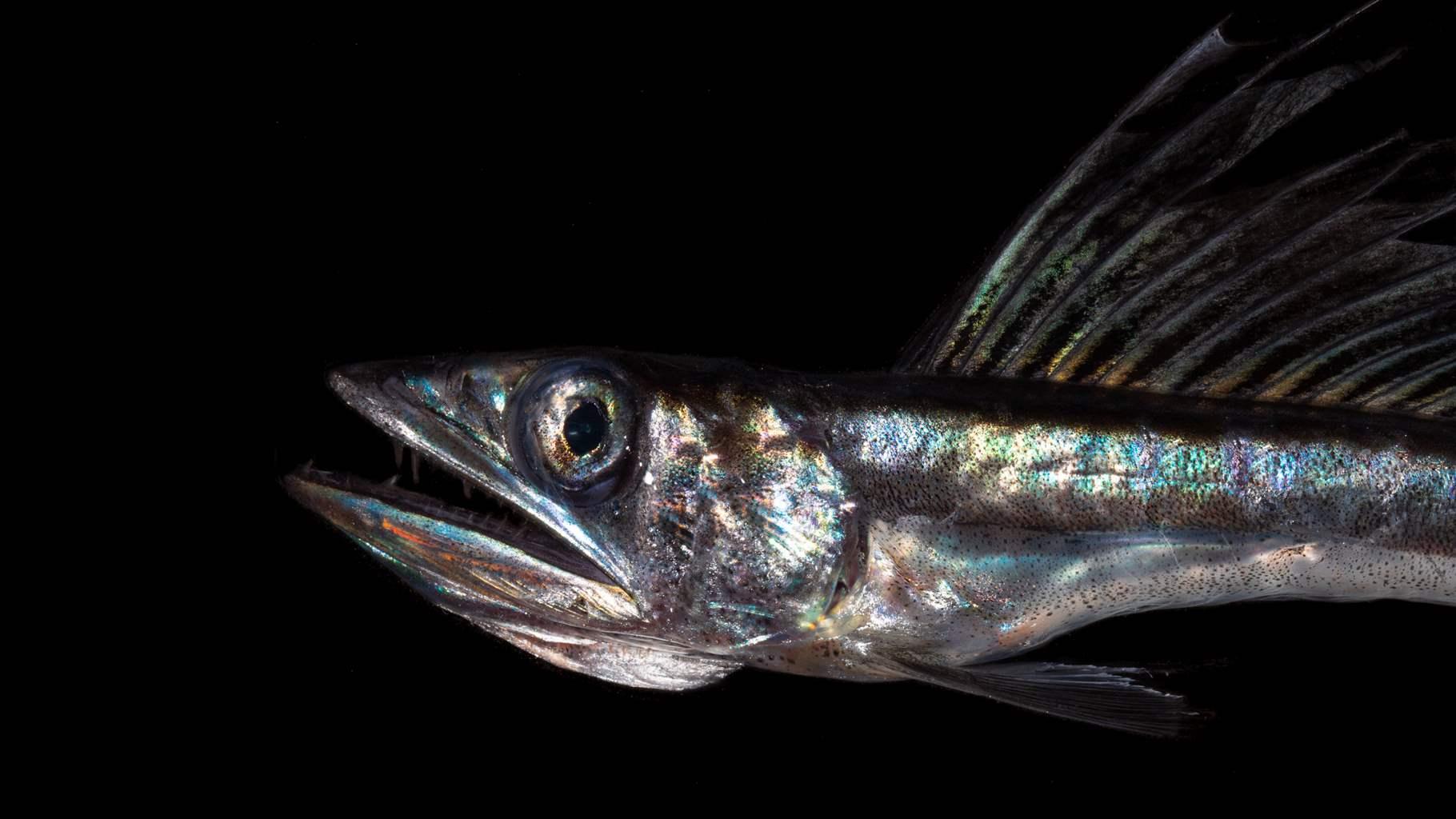 The fish in our oceans are filled with drugs, new study says