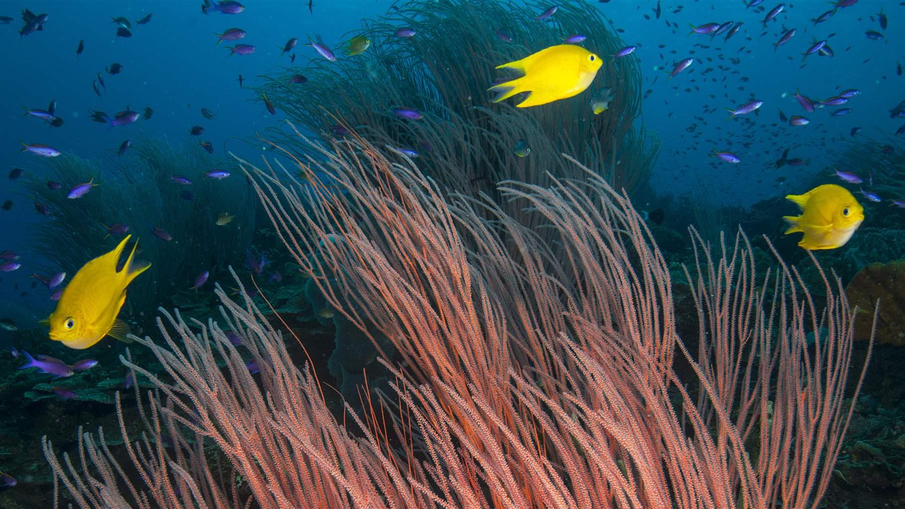 Bright yellow fish swim around the strands of a coral reach up toward the sun. 