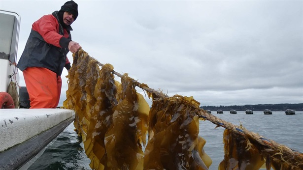 seaweed seaweed