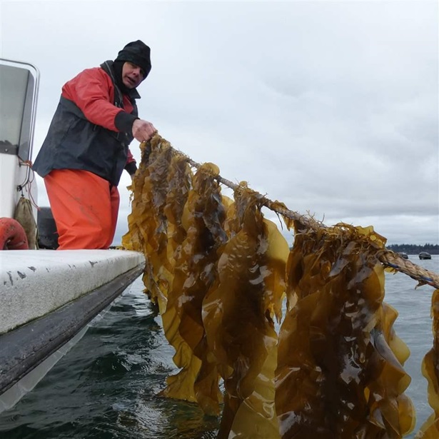 Joth Davis with sugar kelp Joth Davis with sugar kelp