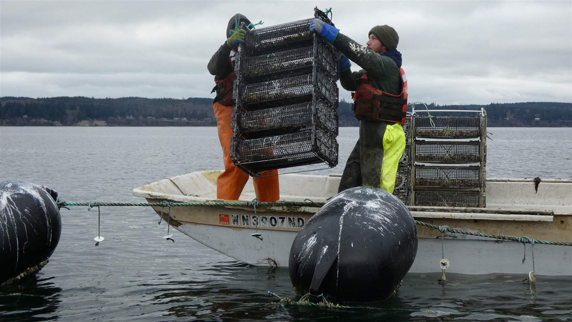Workers hoist oyster containers 