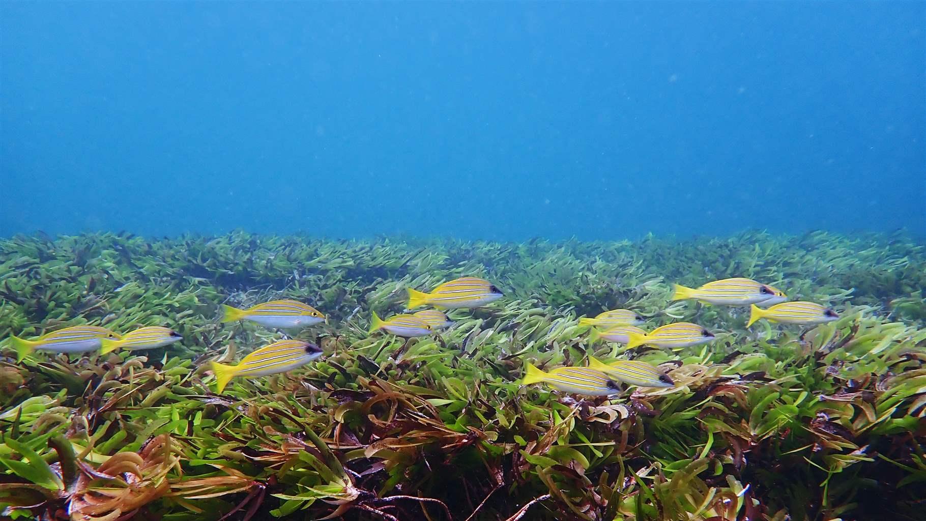 A school of fish swims over a seagrass meadow (Thalassodendron ciliatum), now known locally as gomon zerb levantay. 