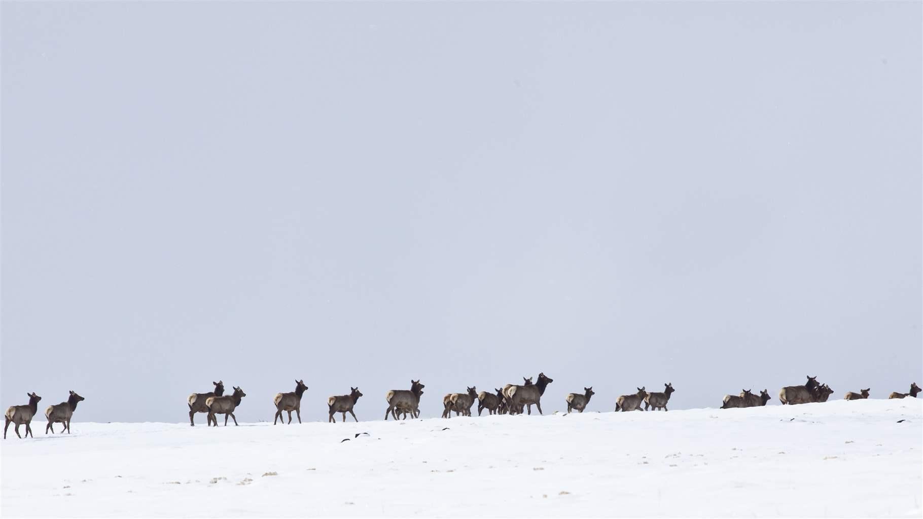 Elk move across the Río Grande del Norte National Monument in northern New Mexico. The migration routes of wildlife are often interrupted by roads, sometimes making seasonal safe passage for the animals nearly impossible.