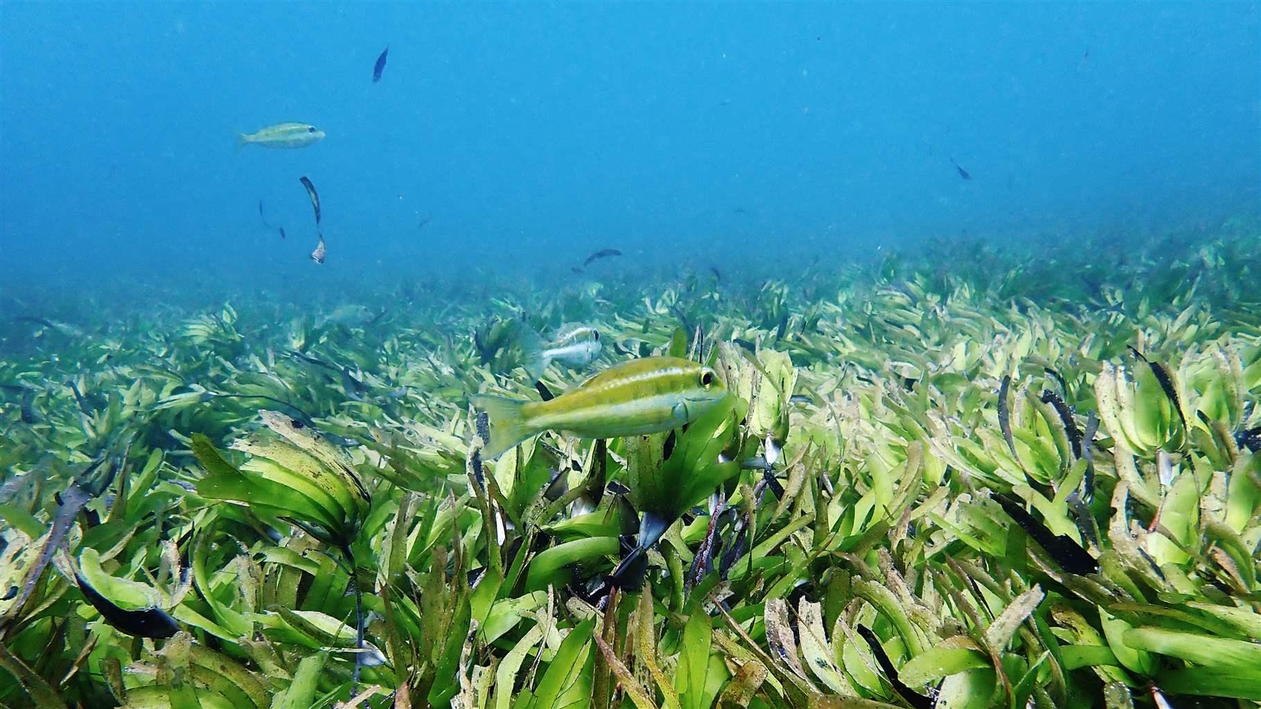 This seagrass meadow in Seychelles is home to a diverse range of marine life and sequesters and stores carbon—a nature-based solution to climate change that’s worth protecting. 