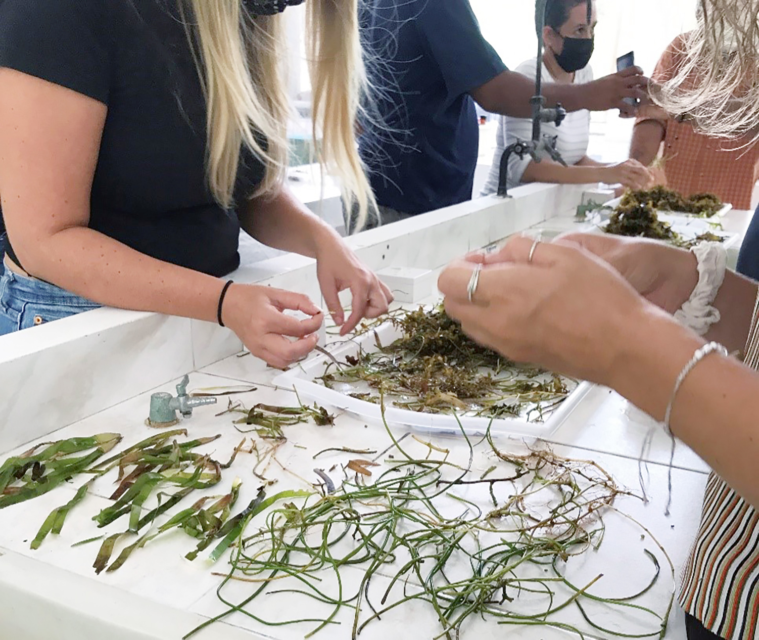 Participants learn how to identify different species of seagrass found in Seychelles waters.