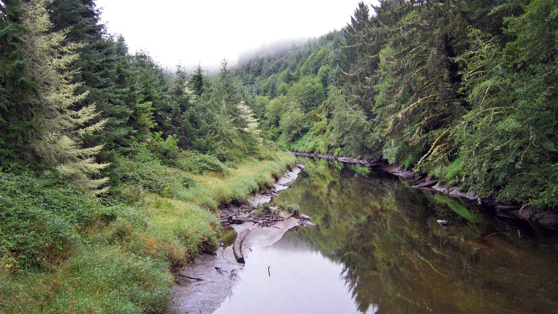 Oregon’s forested tidal wetlands—which support fisheries, improve water quality, and protect communities from flooding—store more carbon per acre than almost any ecosystem on Earth, but have declined 95% from historic levels, largely because of past land use practices that drained and converted these areas for other uses. 