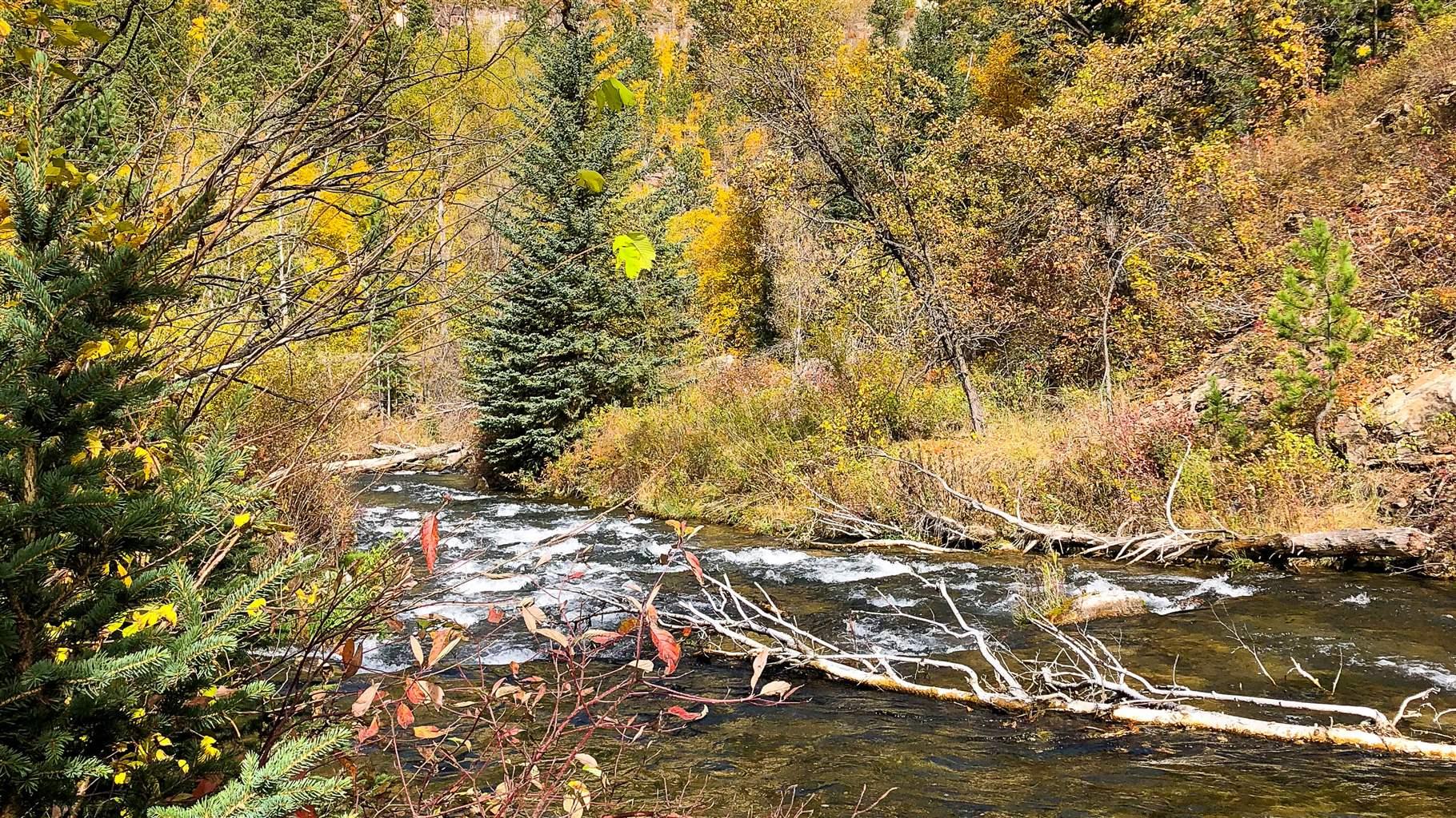 Los colores del otoño aparecen a lo largo de Spearfish Creek en el Bosque Nacional Black Hills.