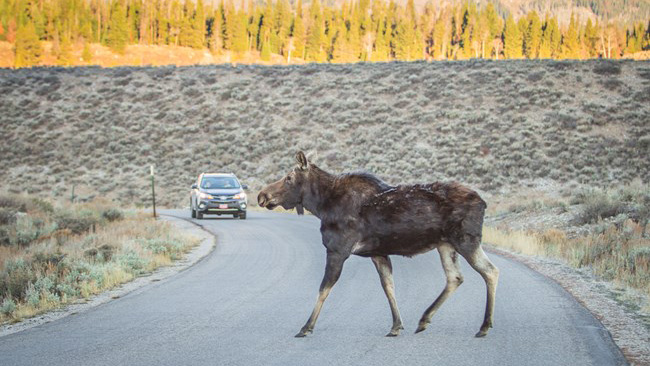 A moose walks across a street with car approaching from behind. 